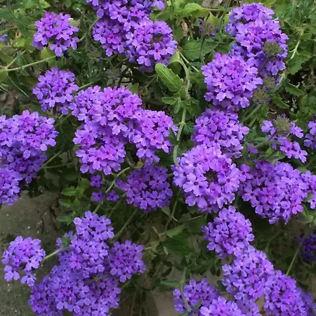 Rosa Nocleg ze śniadaniem