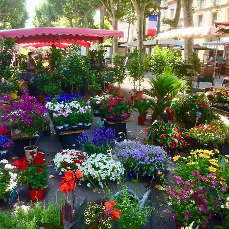 Rosa Beziers