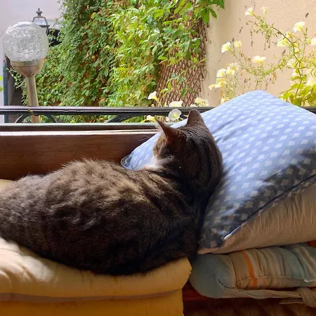 Bed & Breakfast Rosa *