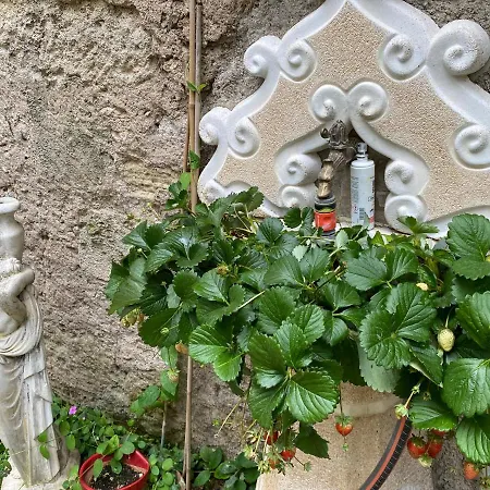 Rosa Nocleg ze śniadaniem 3*